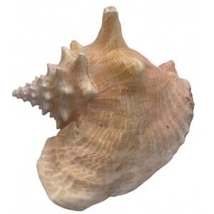 Natural Large Pink Conch Sea Shell Overall Size 9" x 7"